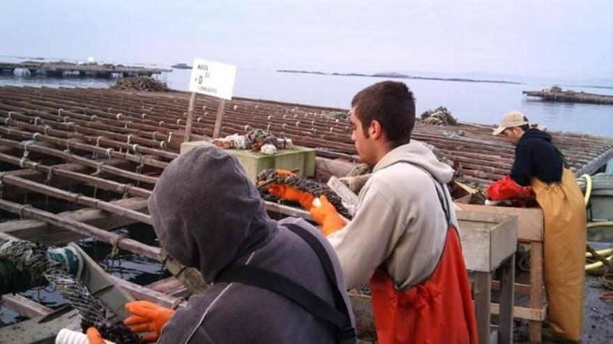 Los productores de mejillón temen al sargo, una «piraña» que amenaza la cría en las bateas gallegas