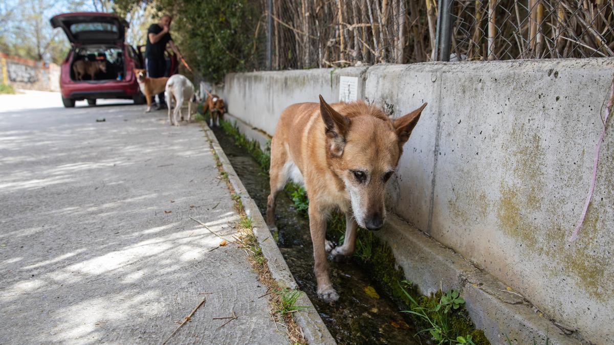BADALONA 03/04/2023 Barcelona. vecino de Badalona, Jose Antonio pasea en esta zona con sus perros. La riera de Canyet de Badalona, donde desde hace años se ha localizado una fuga de agua potable. FOTO de ZOWY VOETEN