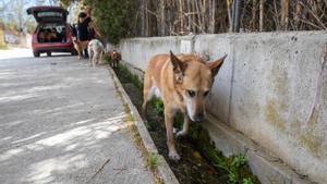 José Antonio, vecino de Badalona, pasea por la riera de Canyet de Badalona con sus perros