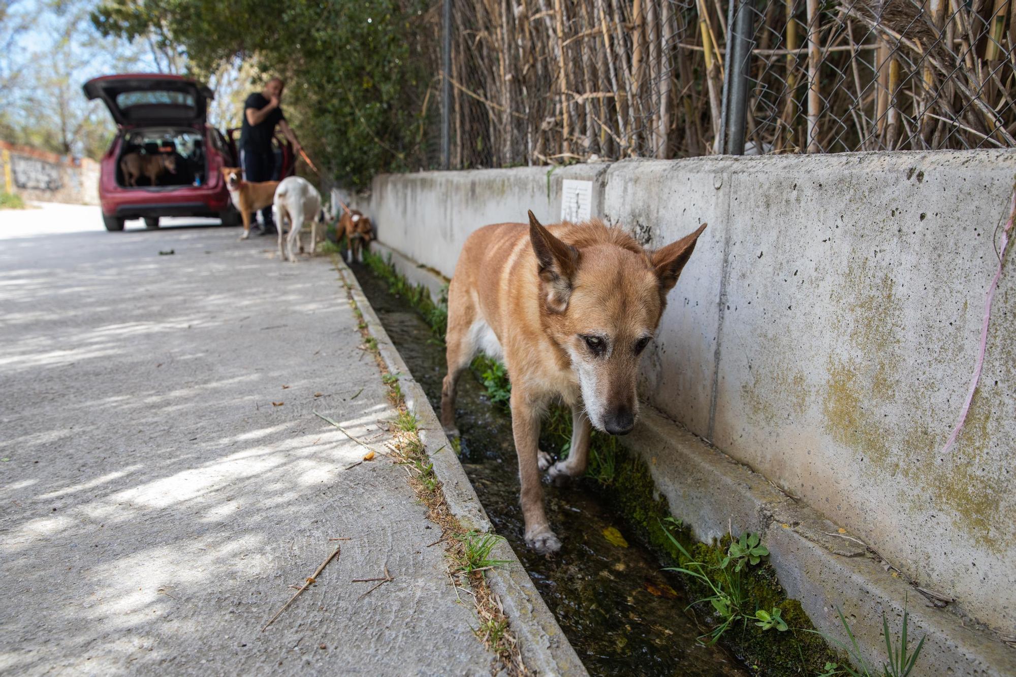 BADALONA 03/04/2023 Barcelona. vecino de Badalona, Jose Antonio pasea en esta zona con sus perros. La riera de Canyet de Badalona, donde desde hace años se ha localizado una fuga de agua potable. FOTO de ZOWY VOETEN