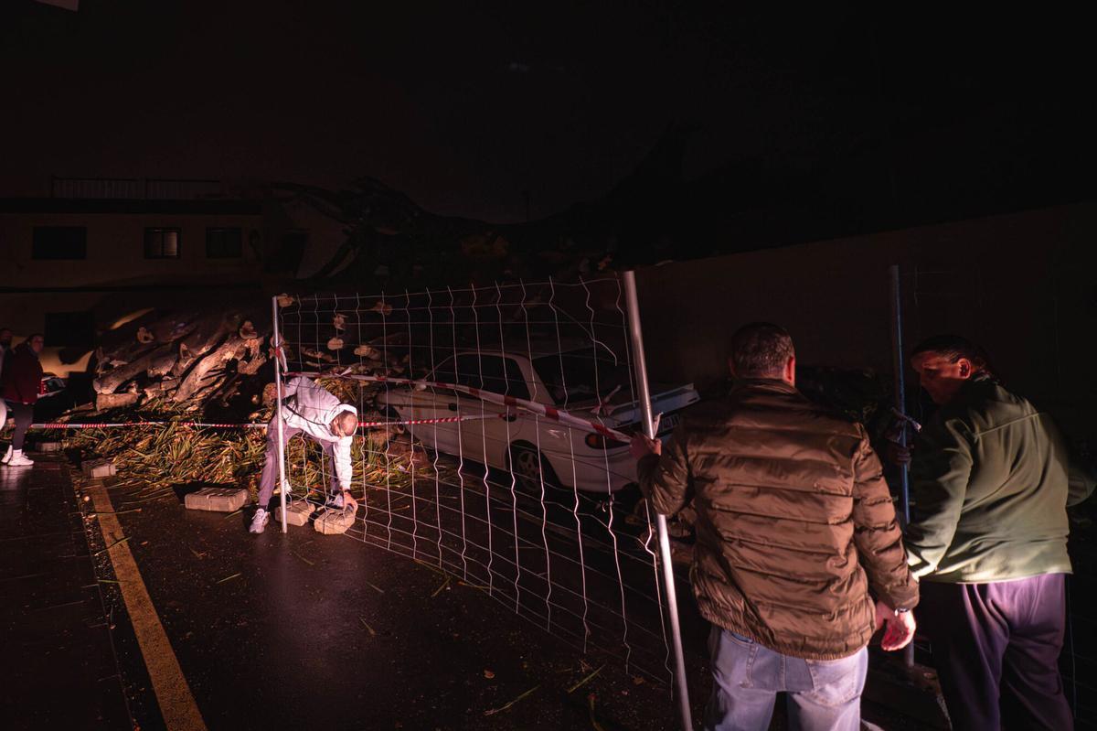Caída de un drago centenario en Los Realejos