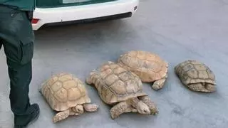 Roban de un criadero de Beniel nueve tortugas de gran tamaño valoradas en 30.000 euros