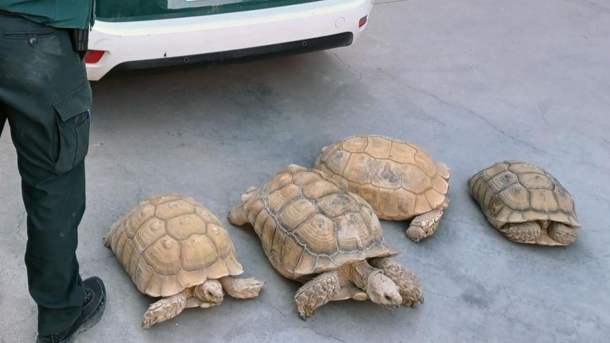 Cuatro de las tortugas recuperadas por la Benemérita en la operación.