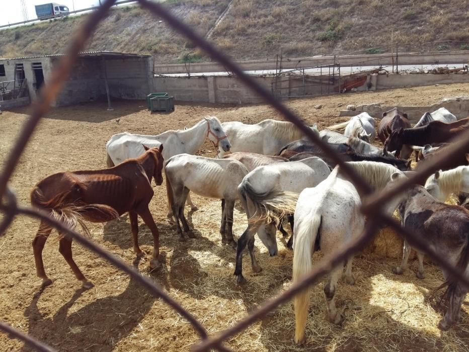 Denuncia de maltrato animal en una granja de Lorca