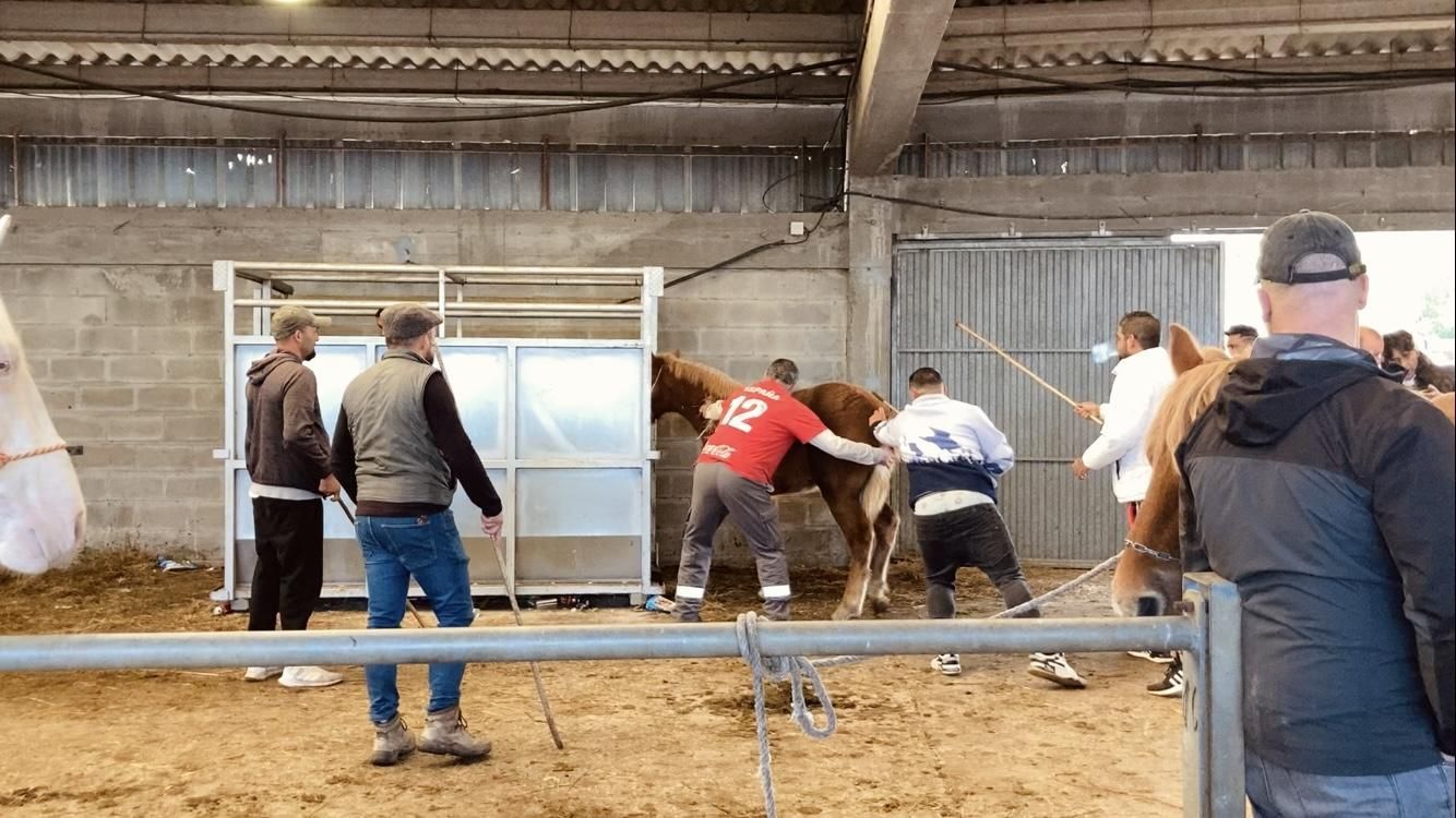 Buenos tratos y ejemplares en la multitudinaria feria equina de San Simón, en Grado