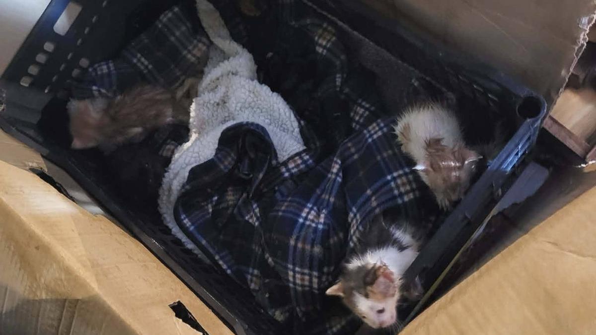 Los gatos fueron abandonados en una caja junto a otros enseres.