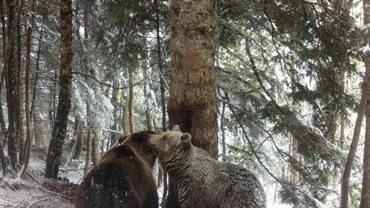 Claverina, junto a un macho de oso pardo, captada por las cámaras de fototrampeo.
