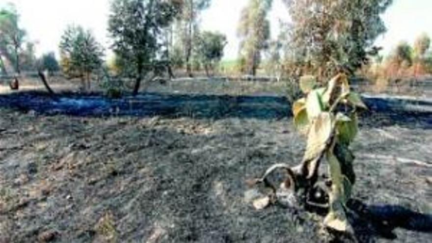 El fuego arrasa 80 hectáreas de pastos, monte bajo y árboles