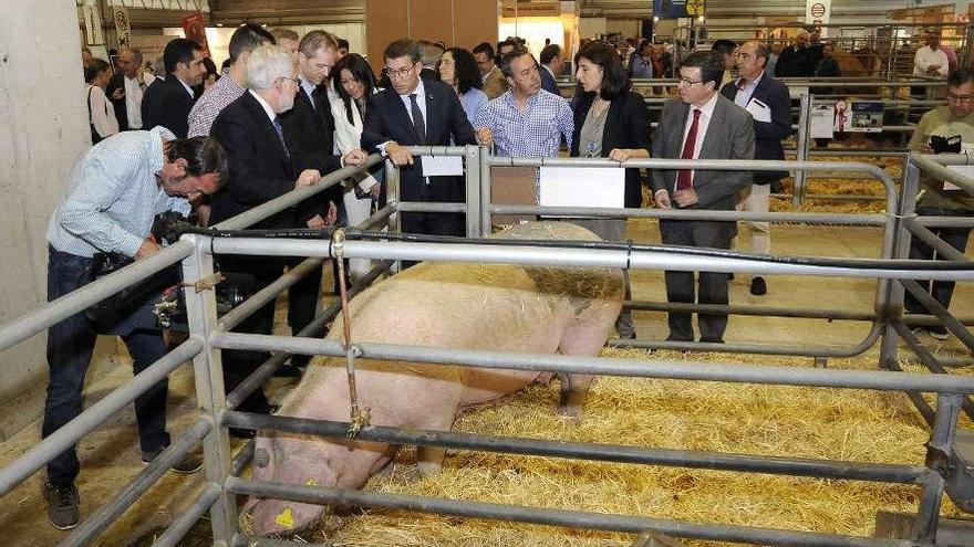 Exposición de cerdo celta en la Semana Verde de Galicia de 2017. // Bernabé/Javier Lalín