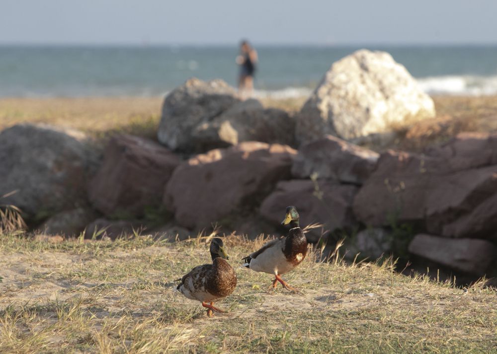 Un paseo por las playas de La Pobla de Farnals