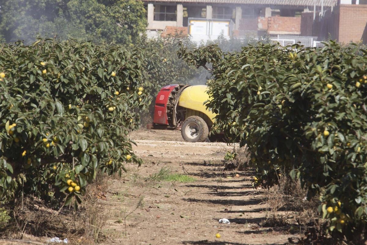 Una máquina fumiga un campo de caquis en Carlet.