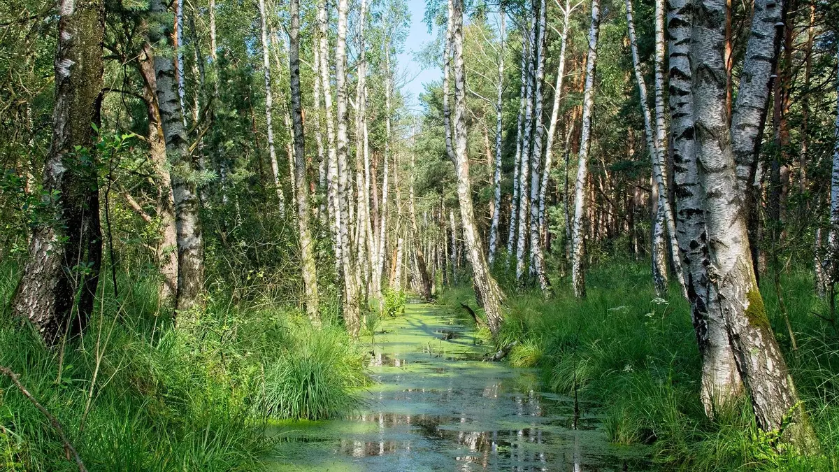 La mayoría de las especies arbóreas, en trance de desaparecer por el cambio climático, revela un estudio
