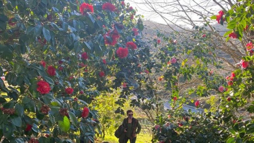 Florecen as camelias do Castelo de Soutomaior