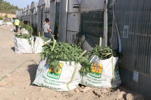 Localizadas más de 1.800 plantas de marihuana distribuidas en 14 invernaderos en Almatret.