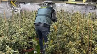 Una queja vecinal por ruido lleva a descubrir tres chalés llenos de marihuana en una urbanización de Murcia