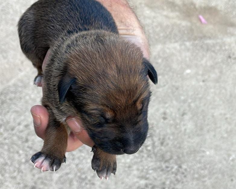 Cinco nuevos cachorros de Podenco son tutelados en las instalaciones de la protectora Spax de Xàtiva