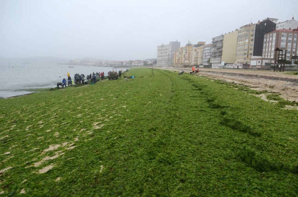 La agrupación de Carril limpia el manto verde de algas que arrastró el temporal Álex a la playa Compostela. / Noé Parga