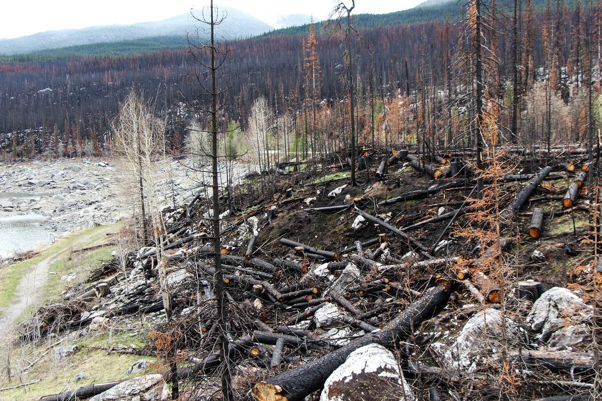 Bosque tras un incendio