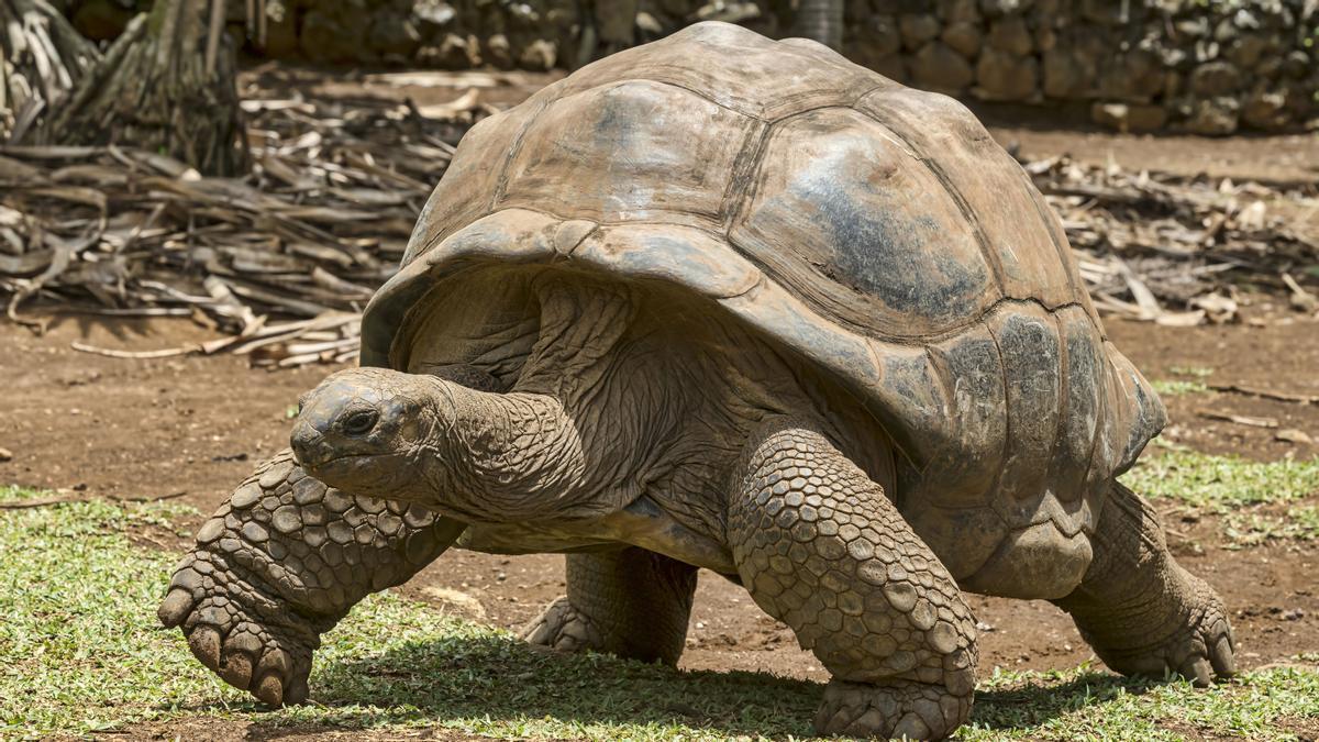 Ejemplar de la tortuga gigante Aldabra.