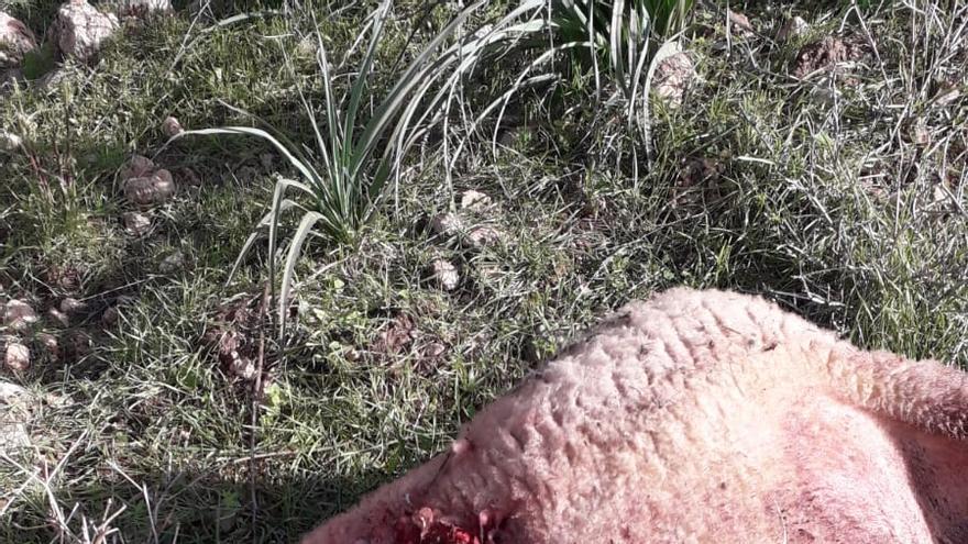 Fotos | Así ha sido el ataque de un perro a ovejas de la finca de Son Palou de Orient