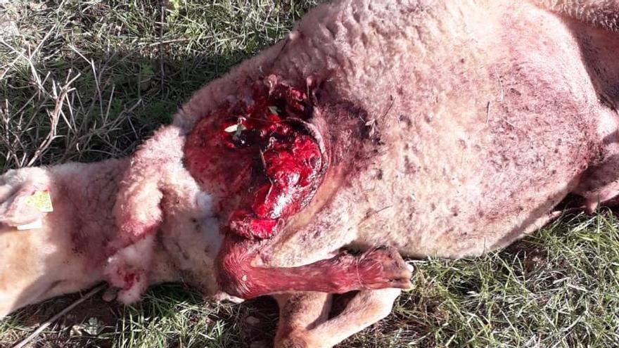 Fotos | Así ha sido el ataque de un perro a ovejas de la finca de Son Palou de Orient