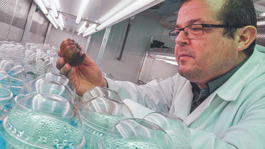 Antonio Granell, químico del CSIC, en su laboratorio.