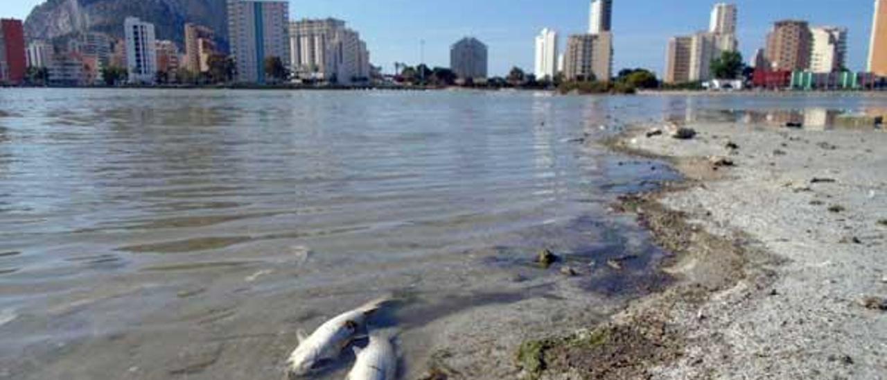 Mueren los peces de les Salines de Calp