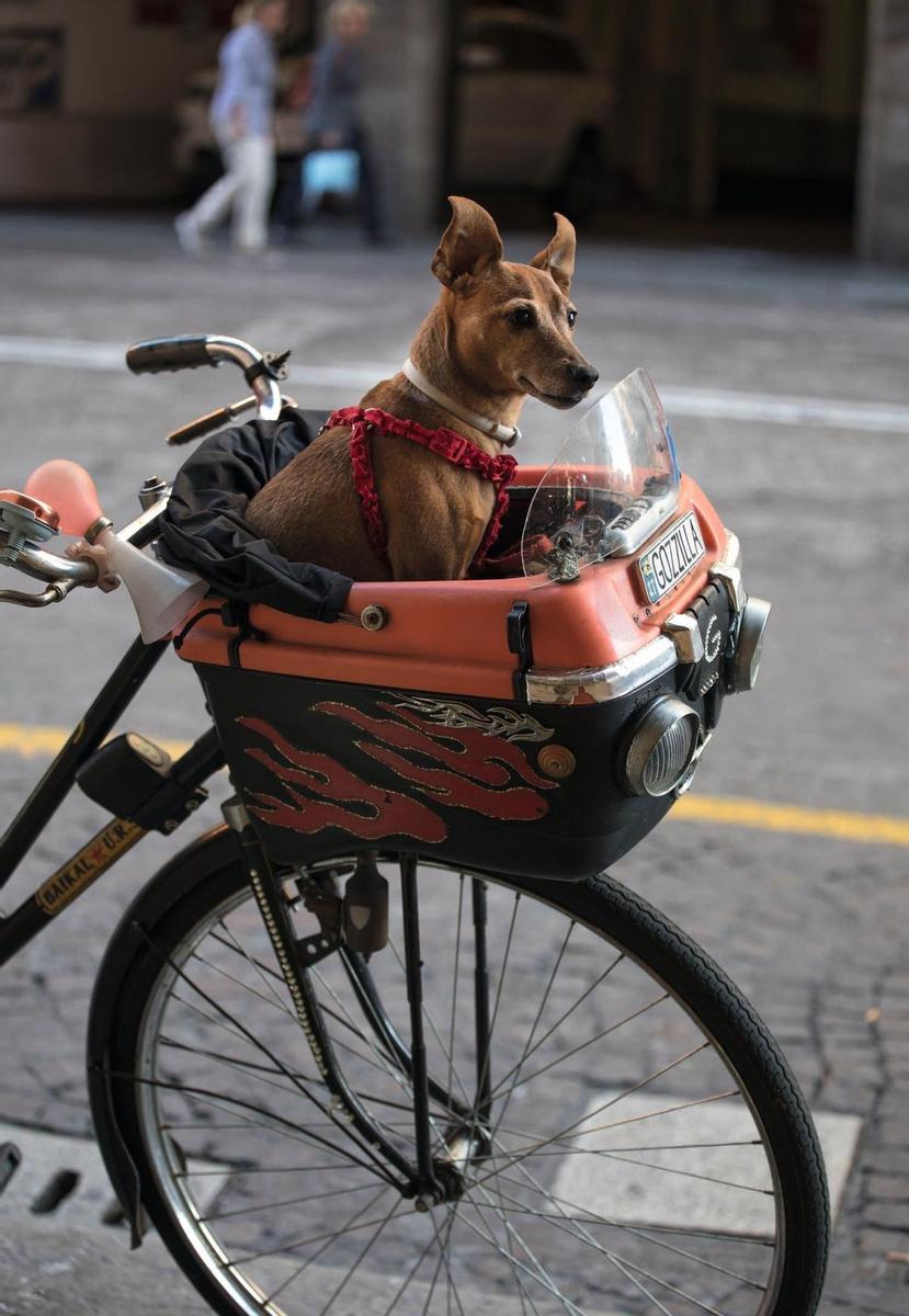 Perro en cesta de bicicleta, en Emilia-Romaña