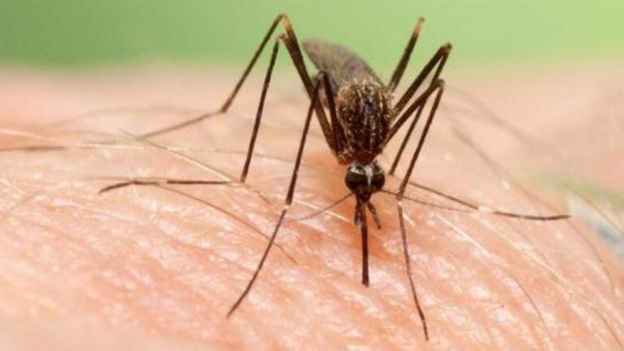 El dengue se sol transmetre a través de picades de mosquit.
