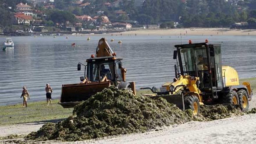 Dos palas amontonan algas en A Ladeira, desde donde se trasladan a huertas y jardines.  // José Lores