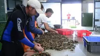 La crisis del percebe de la isla de Ons, sin final a la vista: pocas capturas y bajos precios