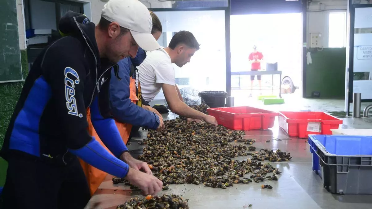 La crisis del percebe de la isla de Ons, sin final a la vista: pocas capturas y bajos precios