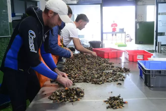 El regreso del percebe de la isla de Ons y Bueu a los mercados