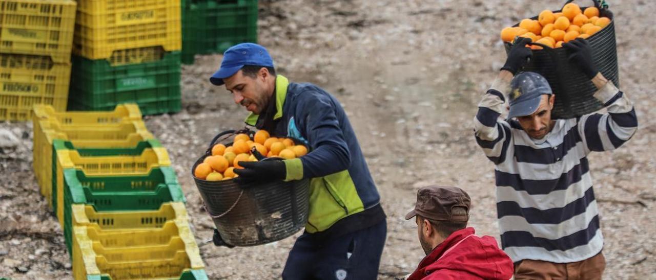 Recolección de naranjas en una explotación de La Murada.