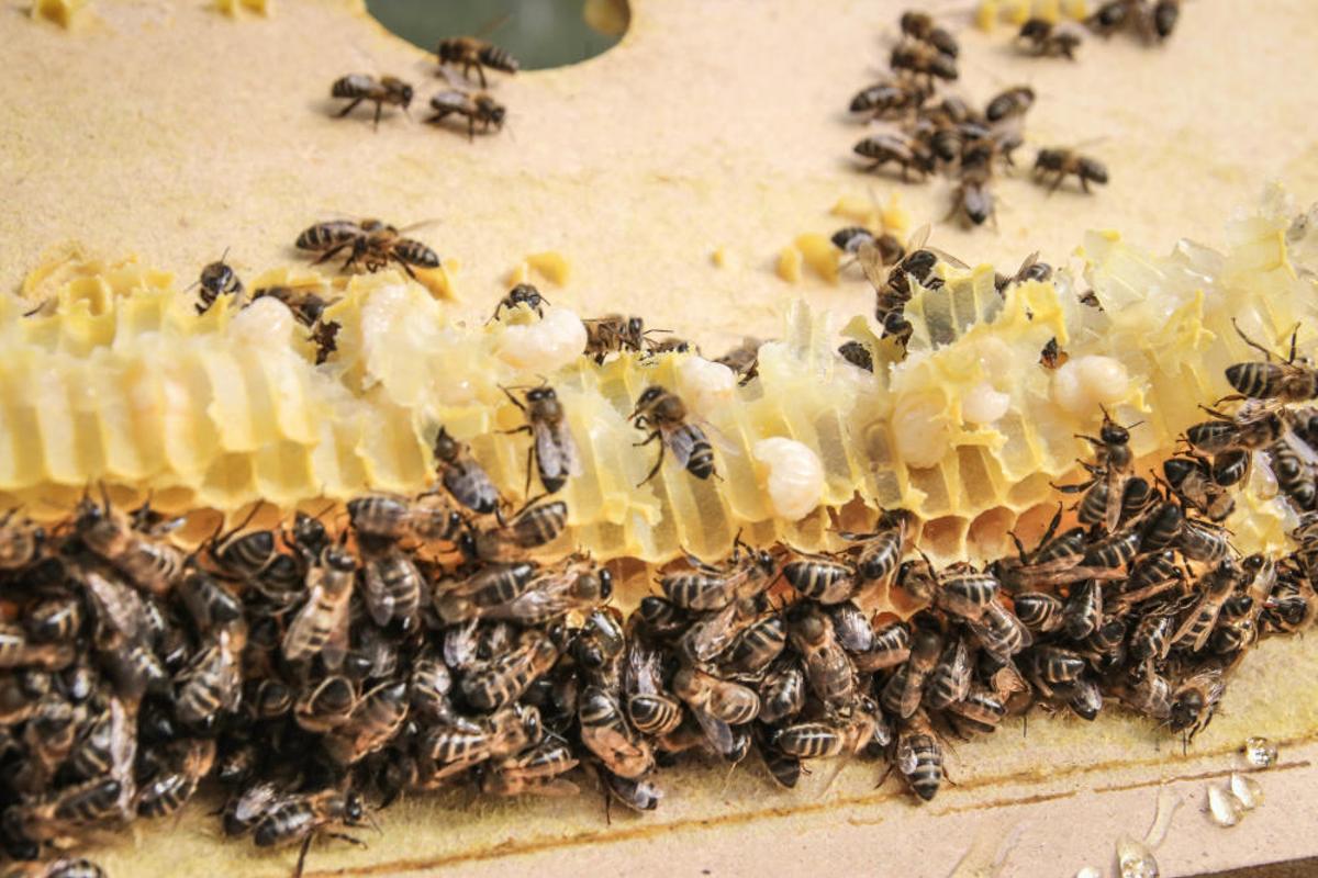 La fumigación contra la Xylella acaba con el 30% de los panales de abejas de la provincia de Alicante.