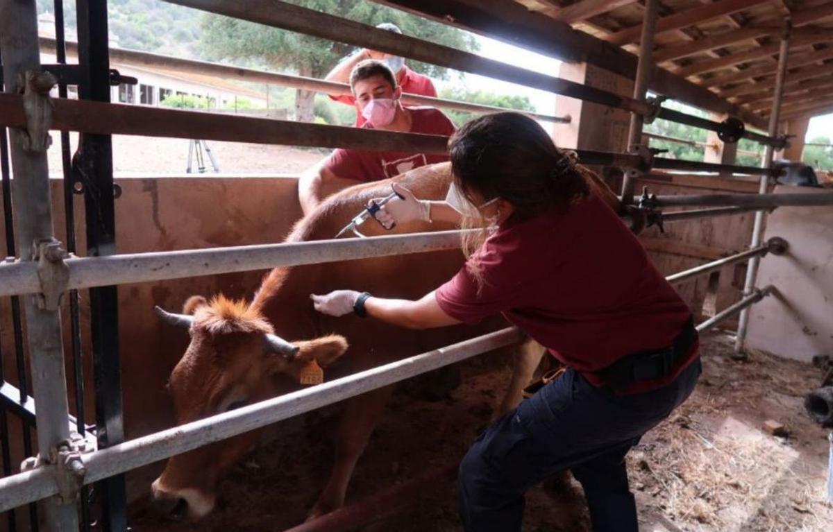 Neben Schafen und Ziegen sind auch Rinder betroffen.   | FOTO: CAIB