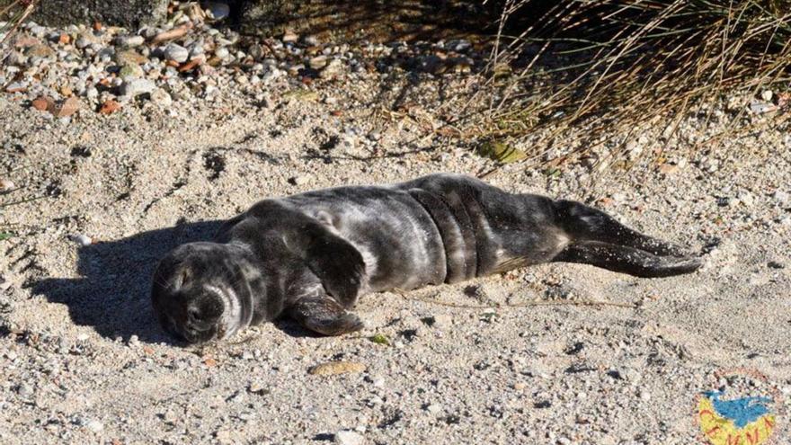 Los lobos marinos están de vuelta