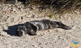 Los lobos marinos están de vuelta