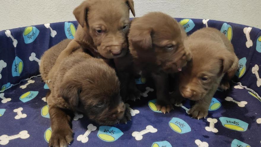 Rescatan cuatro cachorros abandonados junto a un contenedor de basuras en Vilaboa