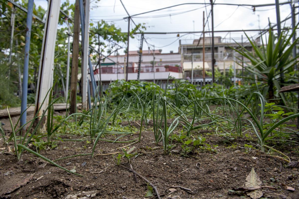 El huerto urbano de Joan Carulla.