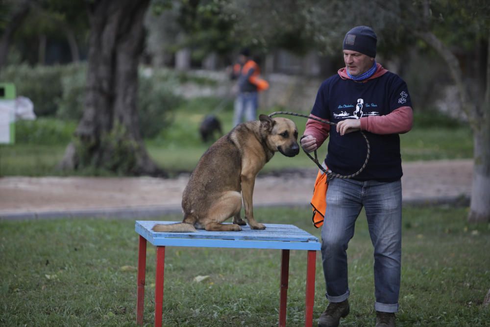 Wer rettet einen Hund aus Son Reus vor dem Tod?