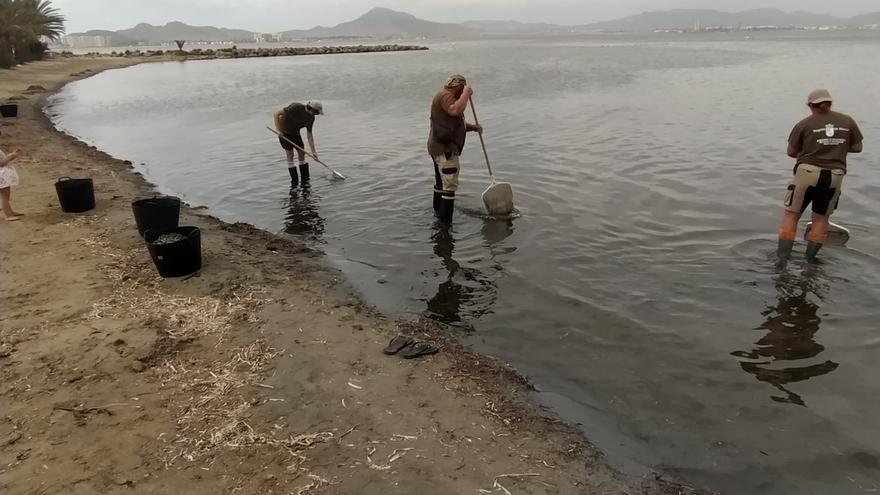 Siete playas cerradas del Mar Menor para seguir con la recogida de peces muertos