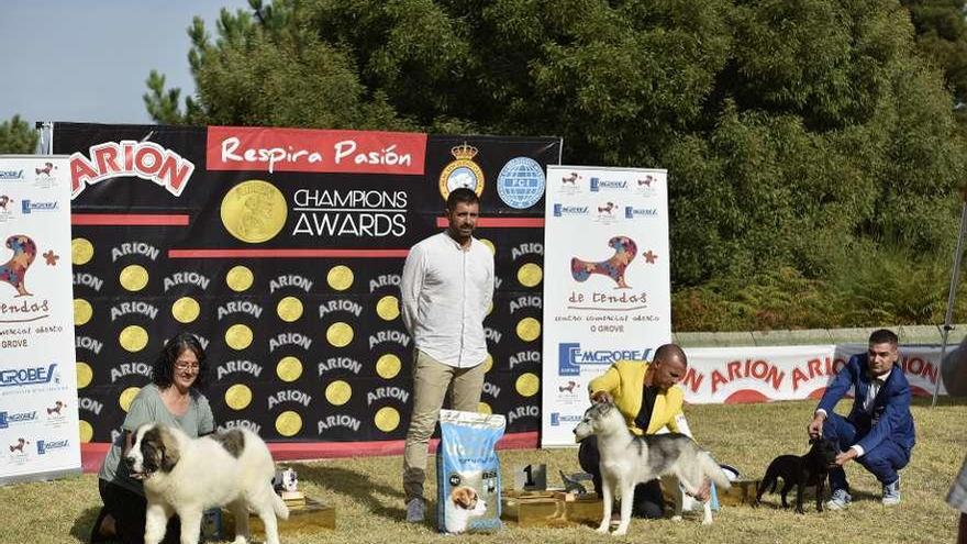 Algunos participantes en un concurso canino anterior en A Toxa.