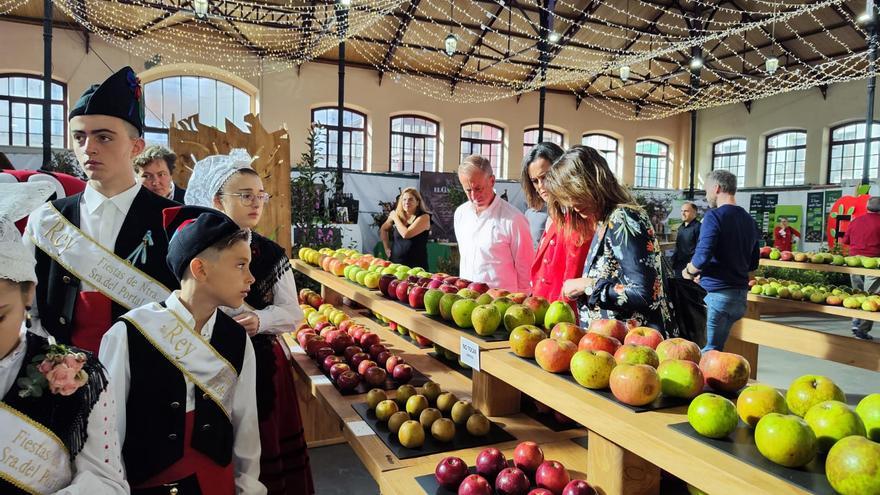 La manzana reina en Villaviciosa: 300 lotes se disputan el concurso del festival maliayés