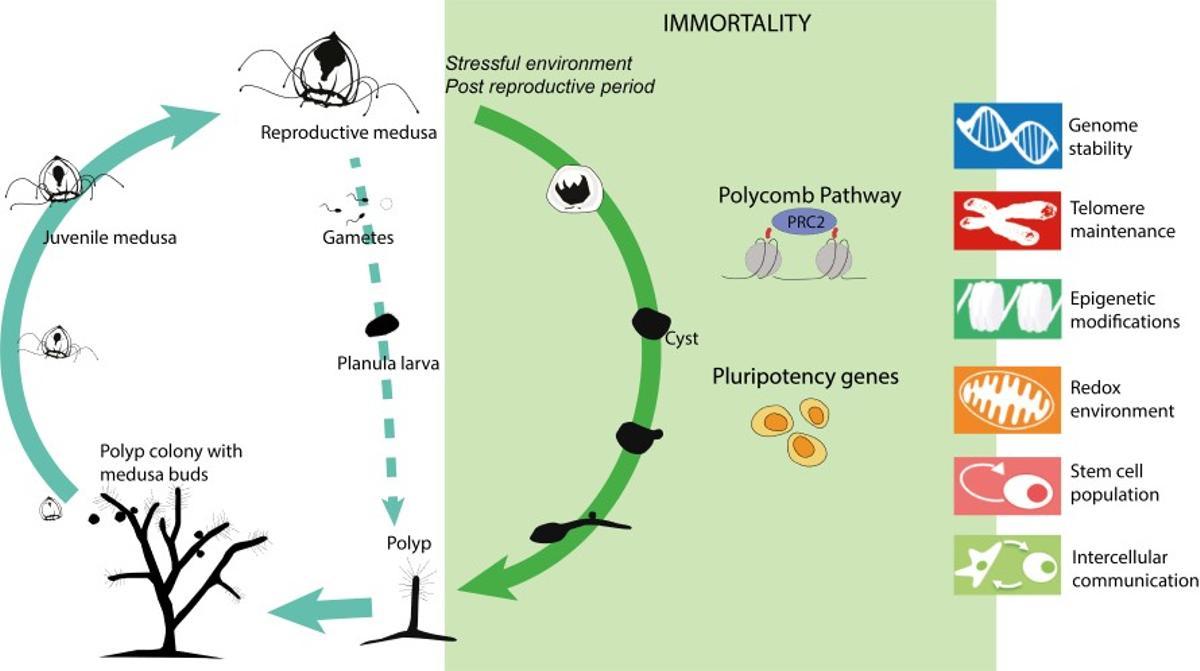 Ciclo de vida de Turritopsis dohrnii con la vía alternativa de rejuvenecimiento.