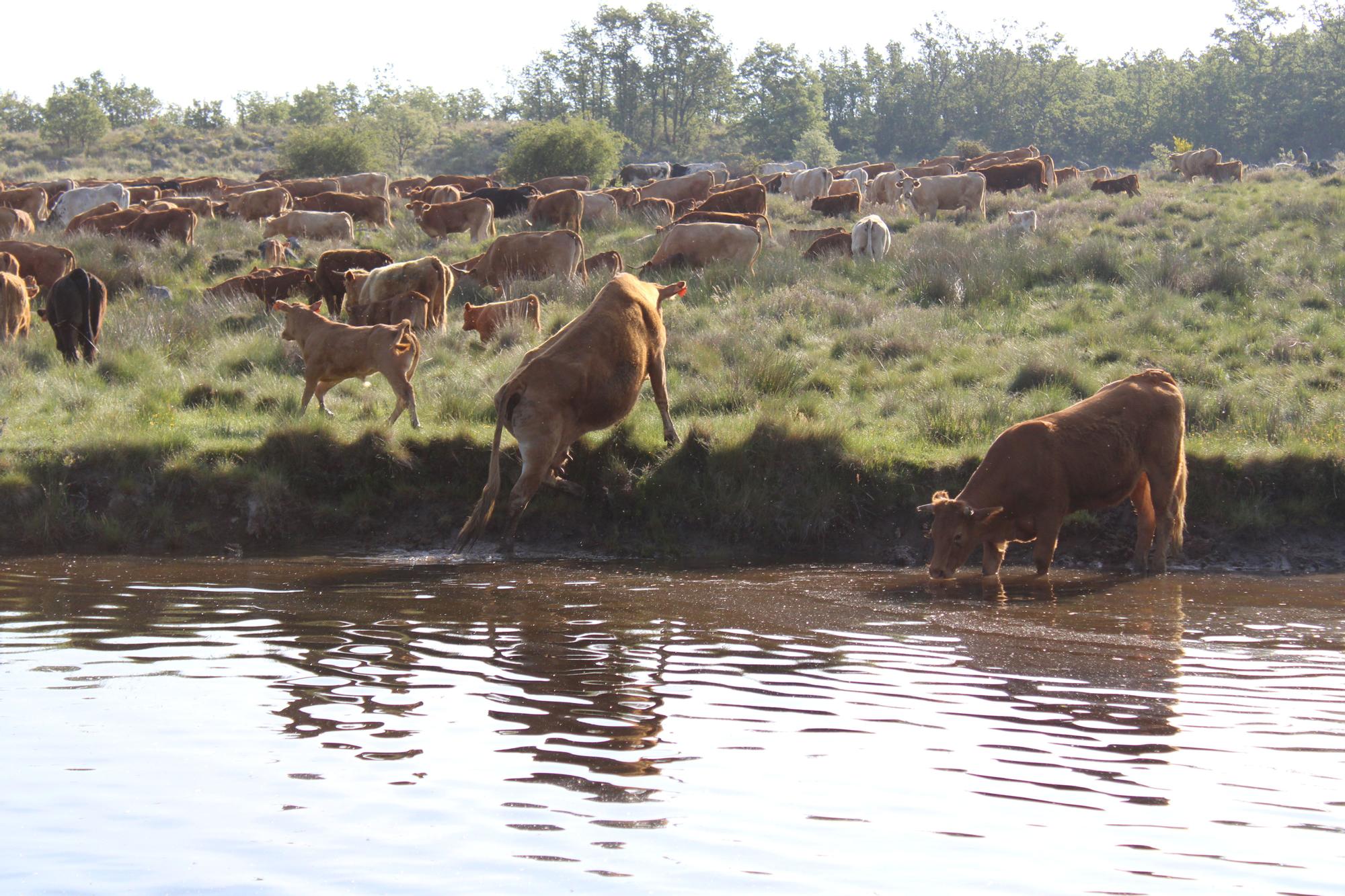 GALERÍA | Las vacas trashumantes mantienen vivo el Cordel Sanabrés