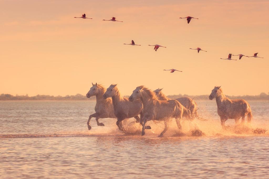 La Camarga, en Provenza: ¡El Altiplano junto al mar!