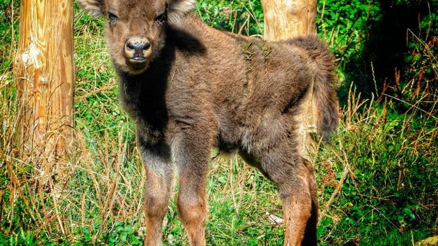 Nace en Lacuniacha un bisonte europeo, una especie vulnerable