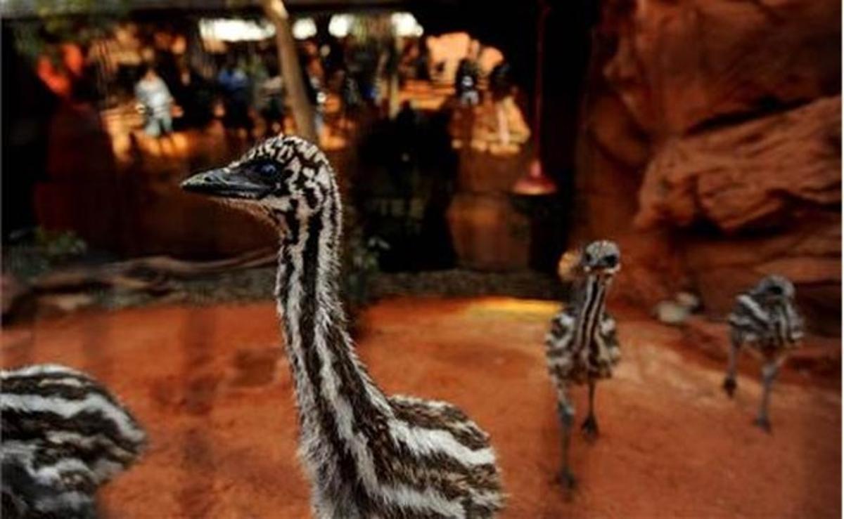 Un grup de bebès emús, al zoològic Món Salvatge de Sydney (Austràlia).