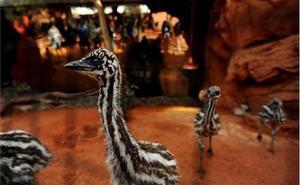 Un grup de bebès emús, al zoològic Món Salvatge de Sydney (Austràlia).